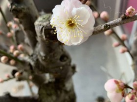 图解《外商投资法》实施后外商投资企业的那些事