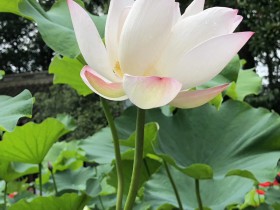 Briefing on the new rules of Regional Headquarters of Multinational Companies